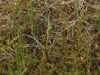 NL, Overijssel, Ommen, Besthemmer Ven 15, Saxifraga-Hans Boll