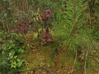 NL, Overijssel, Ommen, Besthemmer Ven 5, Saxifraga-Hans Boll