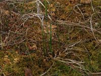 NL, Overijssel, Ommen, Besthemmer Ven 9, Saxifraga-Hans Boll