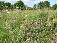 NL, Overijssel, Ommen, Junner koeland 56, Saxifraga-Mark Zekhuis