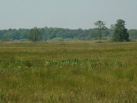 NL, Overijssel, Ommen, Junnerkoeland 2, Saxifraga-Willem van Kruijsbergen