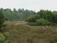 NL, Overijssel, Ommen, Junnerkoeland 3, Saxifraga-Willem van Kruijsbergen