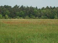 NL, Overijssel, Ommen, Junnerkoeland 30, Saxifraga-Willem van Kruijsbergen