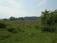 NL, Overijssel, Ommen, Junnerkoeland 33, Saxifraga-Willem van Kruijsbergen