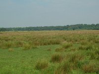 NL, Overijssel, Ommen, Junnerkoeland 35, Saxifraga-Willem van Kruijsbergen