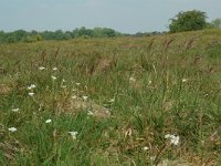 NL, Overijssel, Ommen, Junnerkoeland 40, Saxifraga-Willem van Kruijsbergen