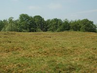 NL, Overijssel, Ommen, Junnerkoeland 48, Saxifraga-Willem van Kruijsbergen