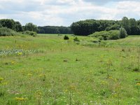 NL, Overijssel, Ommen, Junnerkoeland 49, Saxifraga-Mark Zekhuis