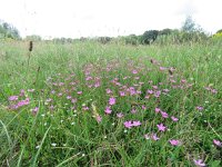 NL, Overijssel, Ommen, Junnerkoeland 53, Saxifraga-Mark Zekhuis