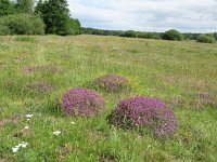 NL, Overijssel, Ommen, Junnerkoeland 54, Saxifraga-Mark Zekhuis