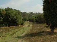 NL, Overijssel, Ommen, Junnerkoeland 9, Saxifraga-Willem van Kruijsbergen