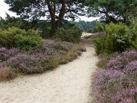 NL, Overijssel, Ommen, Lemelerberg 10, Saxifraga-Mark Zekhuis