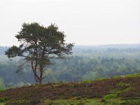 NL, Overijssel, Ommen, Lemelerberg 18, Saxifraga-Mark Zekhuis