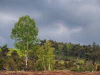 NL, Overijssel, Ommen, Lemelerberg 23, Saxifraga-Mark Zekhuis