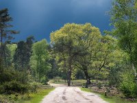 NL, Overijssel, Ommen, Lemelerberg 24, Saxifraga-Mark Zekhuis