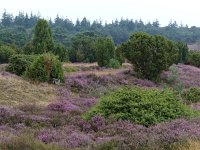 NL, Overijssel, Ommen, Lemelerberg 7, Saxifraga-Mark Zekhuis