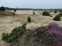 NL, Overijssel, Ommen, Lemelerberg 9, Saxifraga-Mark Zekhuis