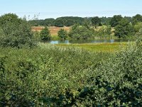 NL, Overijssel, Ommen, near Vilsteren 2, Saxifraga-Tom Heijnen