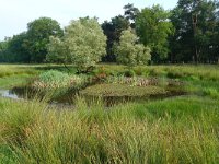 NL, Overijssel, Raalte, Boelerveld 10, Saxifraga-Mark Zekhuis