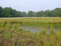 NL, Overijssel, Raalte, Boelerveld 12, Saxifraga-Mark Zekhuis