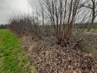 NL, Overijssel, Staphorst, Avereest 1, Saxifraga-Mark Zekhuis