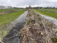 NL, Overijssel, Staphorst, Avereest 4, Saxifraga-Mark Zekhuis