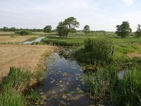 NL, Overijssel, Steenwijkerland, De Klosse 1, Saxifraga-Hans Dekker