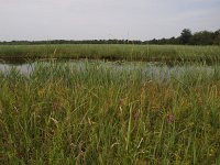 NL, Overijssel, Steenwijkerland, Kalenberg 4, Saxifraga-Hans Dekker