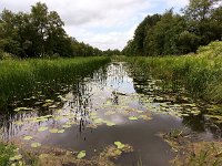 NL, Overijssel, Steenwijkerland, Weerribben 1, Saxifraga-Bart Vastenhouw