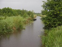 NL, Overijssel, Steenwijkerland, Weerribben 25, Saxifraga-Hans Dekker