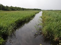 NL, Overijssel, Steenwijkerland, Weerribben 26, Saxifraga-Hans Dekker