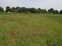 NL, Overijssel, Steenwijkerland, Weerribben 28, Saxifraga-Hans Dekker