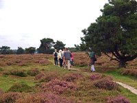 NL, Overijssel, Tubbergen, Manderheide 3, Saxifraga-Hans Dekker