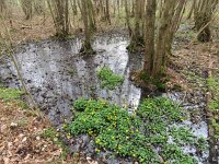 NL, Overijssel, Tubbergen, Mosbeek 2, Saxifraga-Mark Zekhuis