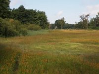 NL, Overijssel, Tubbergen, Mosbeek 3, Saxifraga-Hans Dekker