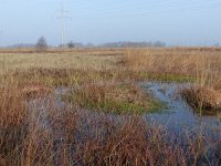 NL, Overijssel, Wierden, Wierdense Veld 1, Saxifraga-Mark Zekhuis