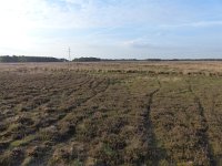 NL, Overijssel, Wierden, Wierdense Veld 5, Saxifraga-Mark Zekhuis