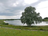 NL, Overijssel, Zwolle, IJssel valley near Harculo 2, Saxifraga-Tom Heijnen