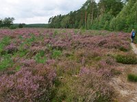 NL, Utrecht, Leusden, Landgoed Den Treek 1, Saxifraga-Tom Heijnen