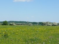 NL, Utrecht, Utrechtse Heuvelrug, Amerongse Bovenpolder 1, Saxifraga-Tom Heijnen