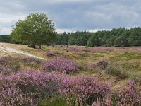 NL, Utrecht, Utrechtse Heuvelrug, Leersemseveld 3, Saxifraga-Tom Heijnen