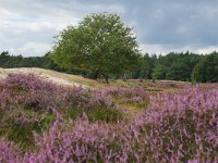 NL, Utrecht, Utrechtse Heuvelrug, Leersemseveld 4, Saxifraga-Tom Heijnen