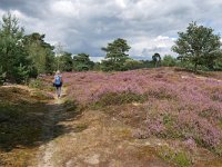 NL, Utrecht, Utrechtse Heuvelrug, Leersemseveld 7, Saxifraga-Tom Heijnen