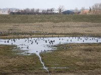 Brandganzen  Barnacle Geese (Branta leucopsis) in a wetland on Schouwen-Duiveland, Zealand, Netherlands : Barnacle Geese Goose, Branta leucopsis, Dutch, Europe European, Holland, Netherlands, avifauna bird, color, colour, horizontal, nature natural, rural landscape, water, waterfowl