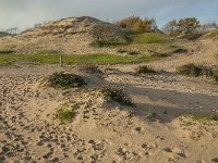 NL, Zeeland, Schouwen-Duiveland, Het Zeepe 26, Saxifraga-Jan van der Straaten