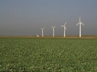 NL, Zeeland, Schouwen-Duiveland, Polder Dreischor 1, Saxifraga-Jan van der Straaten