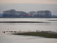 NL, Zeeland, Schouwen-Duiveland, Prunje 2, Saxifraga-Tom Heijnen