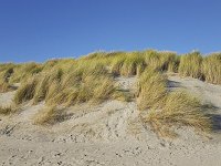 Sand dune partly covered with Marram grass; Zeeland, Netherlands  Sand dune partly covered with Marram grass; Zeeland, Netherlands : Ammophila arenaria, Burgh-Haamstede, dune, dunes, dutch, europe, european, grass, growth, landscape, marram grass, natural, nature, Netherlands, no people, nobody, non-urban scene, rural, rural landscape, rural scene, sand, sandy, summer, summertime, Zeeland