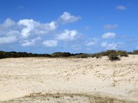 Sand drift in Dutch dunes; Zeeland, Netherlands  Sand drift in Dutch dunes; Zeeland,  Netherlands : nobody no people, forest, woodland, Dutch, Europe, European, Haamstede, Holland, Netherlands, Schouwen-Duiveland, Zeeland, beauty in nature, blue sky, cloudscape, dune, dunes, natural, nature, nature reserve, non-urban scene, outdoors, outside, rural landscape, rural scene, sand, sand drift, sandy, scenic, skyscape, summer, summertime, white clouds