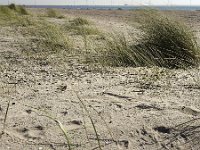 Young sand dunes partly covered with Marram grass (Ammophila arenaria)  Young sand dunes partly covered with Marram grass (Ammophila arenaria) : Ammophila arenaria, beach, Burgh-Haamstede, dune, dunes, dutch, europe, european, grass, growth, landscape, marram grass, natural, nature, Netherlands, no people, nobody, non-urban scene, rural, rural landscape, rural scene, sand, sandy, shell, shells, summer, summertime, young, youth, Zeeland